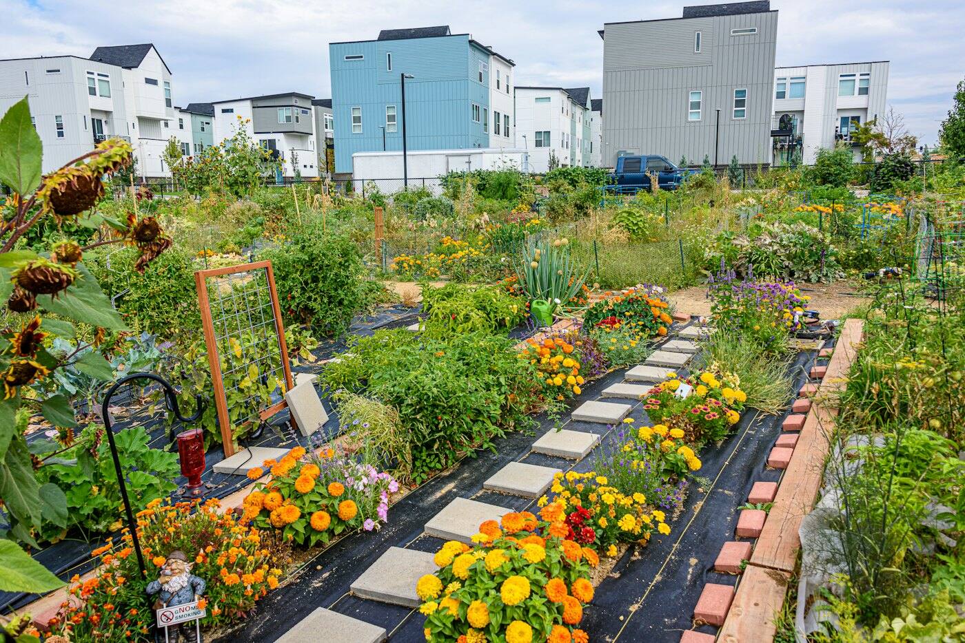 Un jardin partagé à Denver en fin d'été, entre des immeubles neufs. Des allées de dalles traversent des massifs de soucis et d'œillets d'Inde orange et jaunes, des tomates et des tournesols fanés.